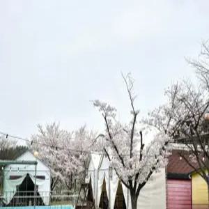 [경북 펜션] 영천 솔롱고글램핑펜션 (영천,청도)