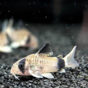 나나아쿠아 열대어 코리도라스 팬더 2마리