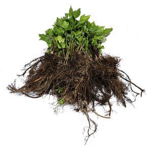 토종참나물 모종(종근 20개)