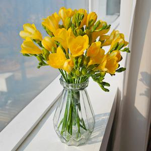 고급화병포함 프리지아 20줄기 30줄기 50줄기 노란튤립 10대 꽃배달 꽃다발 화이트데이