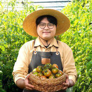 [대한민국농수산] 부산 대저 짭짤이 토마토 (혼합) 2.5kg / 3S~L사이즈