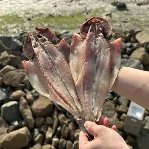 국내산 쫄깃하고 담백한 손질 반건조 민어 1세트 4미) 보양식 생선구이