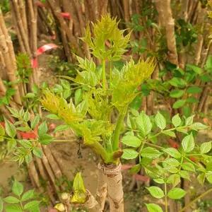 가시없는 두릅나무 60cm전후10주 민두릅 나무 묘목 모종 텃밭 정원 약용수 노지월동 재배목 (목하원예조경)