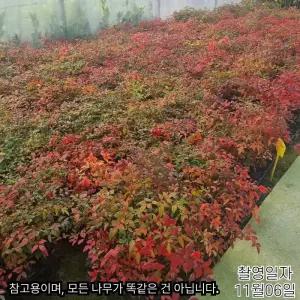 남천 포트 모종 생울타리 나무 단풍 정원나무 겨울조경 붉은열매 남천 묘목 노지월동 (목하원예조경)