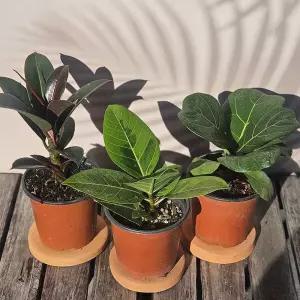 이삭 고무나무 3종세트- 멜라니고무나무 벵갈고무나무 떡갈고무나무  공기정화 나무모종