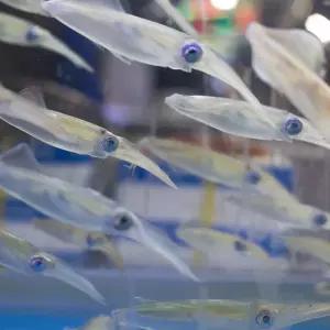 남해안 생물 꼴뚜기 호래기 회 무침 숙회 500g