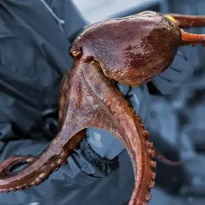 국내산 자연산 통영 돌문어 싱싱한 1kg