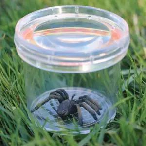 곤충 채집통 관찰 확대경 탐구 자연 캠핑 6살 7살 완구 영아 어린이집 놀이방 2세 3세