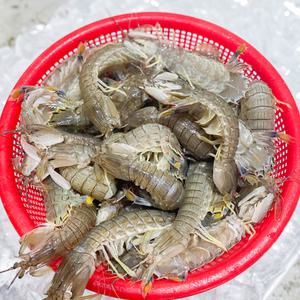 제철 갯가재 쏙 1kg