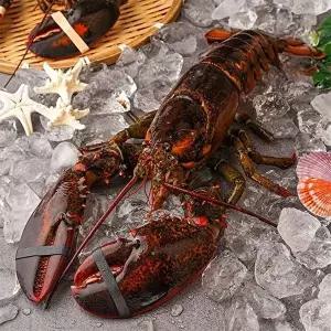 [자연맛남][물맛남] 수율보장 항공직송 활랍스터 850내외 1마리