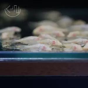 알비노 나비 비파 (관상어, 열대어, 청소물고기)