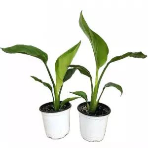 큰잎 식물 랜덤발송 극락조 여인초 30cm 2개 원예식물