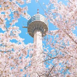 [화이트데이특가] 대구 이월드 자유이용권