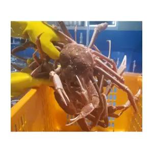 홈파티 온가족 박달 대게 찜 요리 자숙 러시아 선 신선 바다 해산물