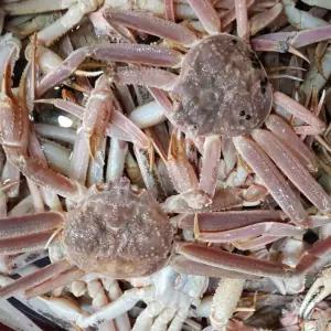 러시아 자숙 박달대게 5kg [AQQ563]