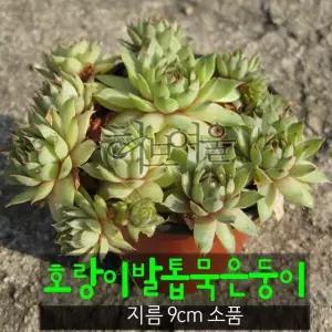 호랑이발톱바위솔묵은둥이 (노지월동/촉많은 묵은둥이) 지름 9cm