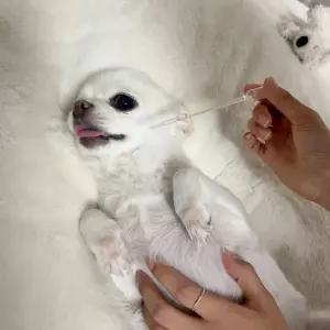 일회용 스포이드 (1ml 100p) /눈금/과학/미술/물감/조색/수업/교구/학생/학교/실험실/액체소분/어항청소