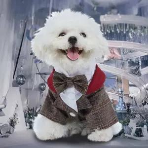 화동 턱시도 강아지 수트 반려견 정장 의상 결혼식 양복 애견 화견