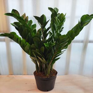 꽃파는 농부 - 금전수대품