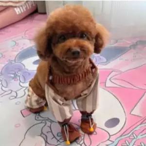 강아지 일체형 신발 레인부츠 장화 외출용 체크 비오프 세트