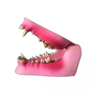 강아지 모형 이빨 치아모형 고양이 교육용 교육 동물병원