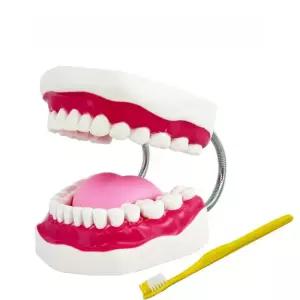 치아 3D 치과 교육용 대형 칫솔질 모형 구조 교육 교보재