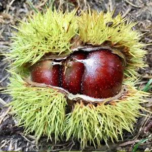 [충북농원] 삼조생 밤나무 묘목 - 1년생/접목묘