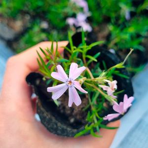 에메랄드 꽃잔디 3치 포트묘 봄 야생화 흰색 꽃모종 60개