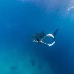 [청주출발]세부 5일 #차박 #벨몬트막탄2박 #오슬롭고래상어스노클링 #패스트트랙 #모알보알 #선셋낭만투어 #전신마사지 #특식3회