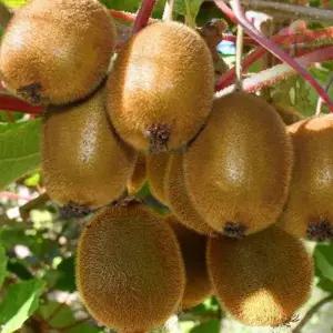 키위나무 그린 레드 골드 자가수정 키위숫나무 도마리