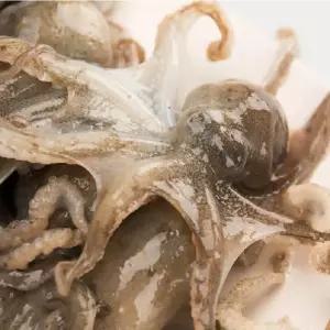 서천 산소포장)주꾸미+샤브채소