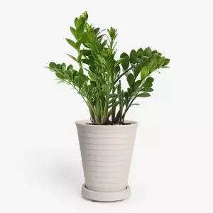 히키스플랜트 중형화분 분갈이 가벼운 라운드미니분 몬스테라 도매 허브 학교 조화 홈가드닝 갈이 봄분 목