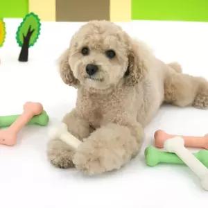 패리스독 매끈뼈다귀라텍스토이 1팩단위 6EA 86-1번애견장남감 모형 완난감 강아지장 반려난감 장난감세트