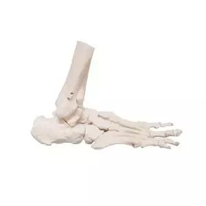 발목 뼈모형 골격 교육 의학 해부 과학 팔꿈치 구조 교구 교육용 근육 실습 발 해골