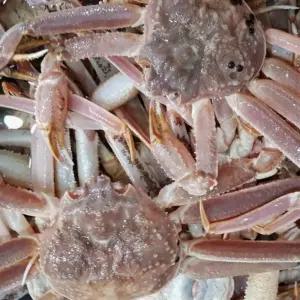 자숙박달대게 아이들간식 영양보충용 부드러운맛 행복한맛 박달대게