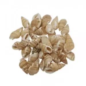 미니소라 500g 200p 바다 생물 표본 수집 자연물 장식 공예 재료 여름