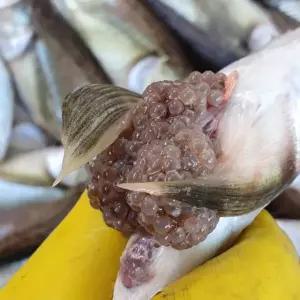 급냉 알도루묵 알배기 500g 생물 은어 생선 말린 수산물 햇 제철 캠핑