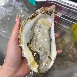 통영 삼배체 굴 1kg 2-4미 통영 개체굴 입망 석화 굴 통영 굴 석화 삼베체굴 대왕굴 통영 석화 통영 각굴