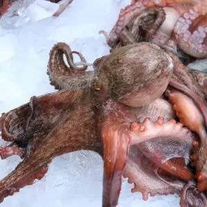 통영 돌 문어 1.5kg 1미 제수용 문어 한마리 활돌문어 통영문어 활문어 생문어 생물돌문어 생물문어 통문어