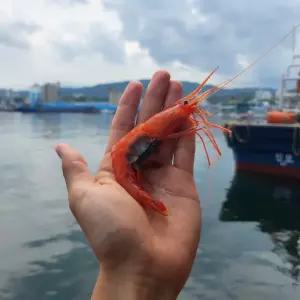 동해 묵호항 단새우 500g 홍새우 아마에비