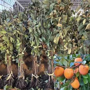 대봉감나무 묘목 (접목1년생) 특묘 감묘목 과수 유실수