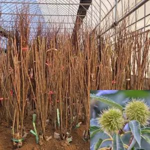  왕유밤나무 묘목 포르단 (접목1년생) 밤묘목 유실수