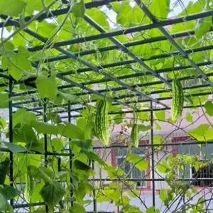 포도나무지지대 대형 넝쿨식물 지지대 지주대 특대 파이프