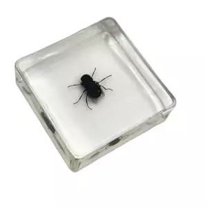 장수풍뎅이 표본상자 곤충박제 상자 투명 전시 매미