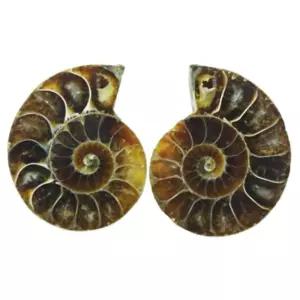 화석관찰 중생대 나선껍질 암모나이트 과학수업 자연학습 방과후 어린이교구 전시용