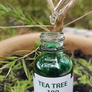 티트리기름 에센셜 페이스 스팟 티트리잎 원액 100 두피 케어 에센셜기름 닥터미네랄 잎jkl682