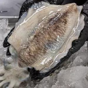 2025 당일수매 갑오징어 2025 갑오징어 생물 국내산 특품 선별 통찜 갑오징어숙회