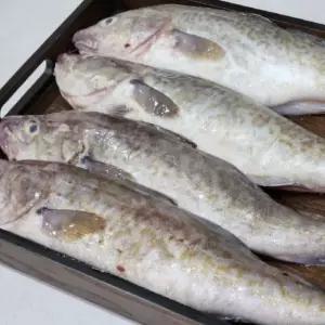 자연가득 급냉 국내산 대구 1.5kg 1~3미 내외