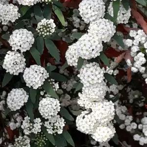 공조팝 키100cm(분) 5주