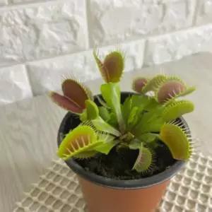 모기잡는식물 벌레퇴치식물 파리지옥키우기 식충식물 파리지옥